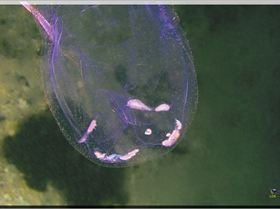 LoxPix Sub-Aqua Image