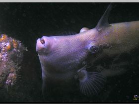 LoxPix Sub-Aqua Image