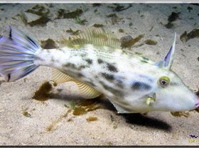 LoxPix Sub-Aqua Image