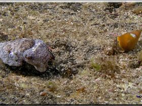 LoxPix Sub-Aqua Image