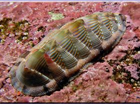 LoxPix Sub-Aqua Image