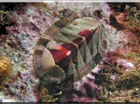 LoxPix Sub-Aqua Image