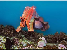 LoxPix Sub-Aqua Image