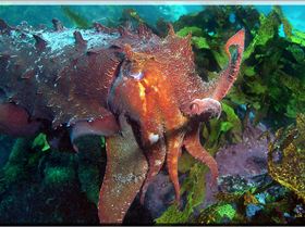 LoxPix Sub-Aqua Image