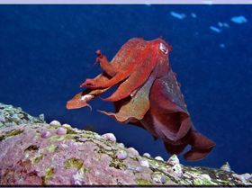 LoxPix Sub-Aqua Image