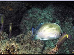 LoxPix Sub-Aqua Image