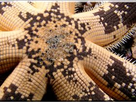 LoxPix Sub-Aqua Image