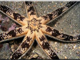 LoxPix Sub-Aqua Image