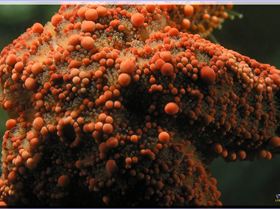 LoxPix Sub-Aqua Image