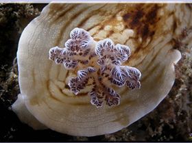 LoxPix Sub-Aqua Image