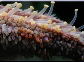 LoxPix Sub-Aqua Image