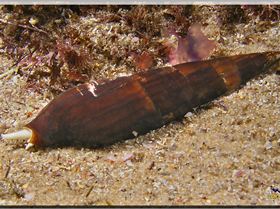 LoxPix Sub-Aqua Image