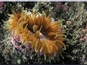 LoxPix Sub-Aqua Image