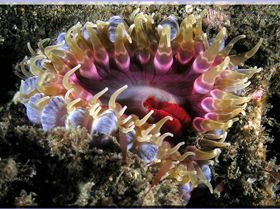 LoxPix Sub-Aqua Image