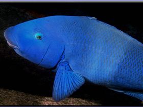 LoxPix Sub-Aqua Image