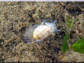 LoxPix Sub-Aqua Image