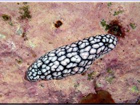 LoxPix Sub-Aqua Image