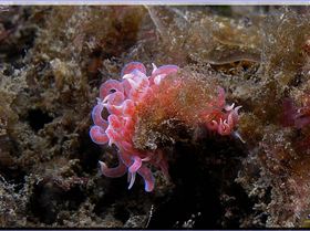 LoxPix Sub-Aqua Image