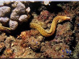 LoxPix Sub-Aqua Image