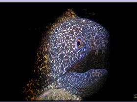 LoxPix Sub-Aqua Image