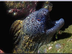 LoxPix Sub-Aqua Image