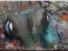 LoxPix Sub-Aqua Image