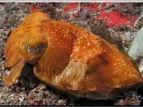 LoxPix Sub-Aqua Image