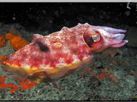 LoxPix Sub-Aqua Image