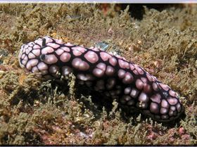 LoxPix Sub-Aqua Image