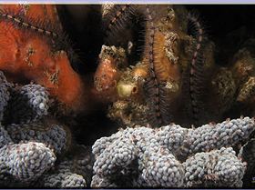 LoxPix Sub-Aqua Image