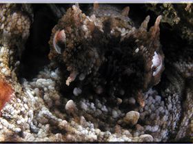 LoxPix Sub-Aqua Image