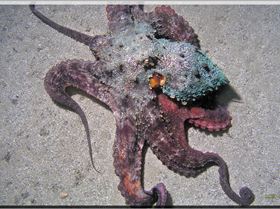 LoxPix Sub-Aqua Image