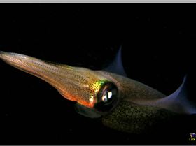 LoxPix Sub-Aqua Image