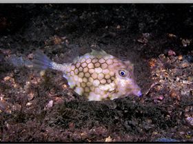 LoxPix Sub-Aqua Image