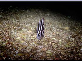 LoxPix Sub-Aqua Image