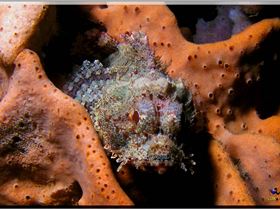 LoxPix Sub-Aqua Image