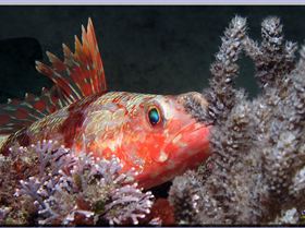 LoxPix Sub-Aqua Image