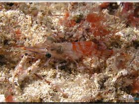 LoxPix Sub-Aqua Image