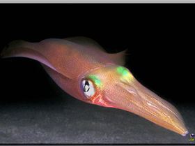 LoxPix Sub-Aqua Image