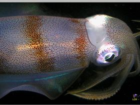 LoxPix Sub-Aqua Image