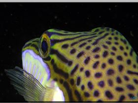 LoxPix Sub-Aqua Image