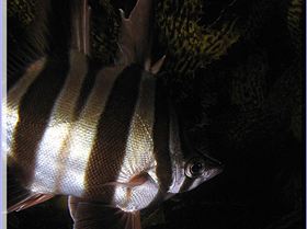 LoxPix Sub-Aqua Image