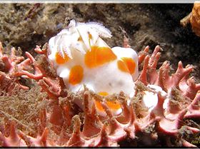 LoxPix Sub-Aqua Image