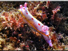 LoxPix Sub-Aqua Image