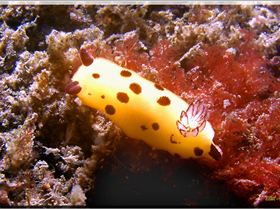 LoxPix Sub-Aqua Image