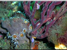 LoxPix Sub-Aqua Image