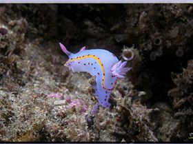 LoxPix Sub-Aqua Image