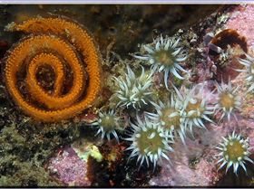 LoxPix Sub-Aqua Image