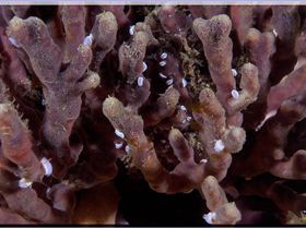 LoxPix Sub-Aqua Image