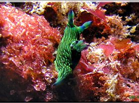 LoxPix Sub-Aqua Image